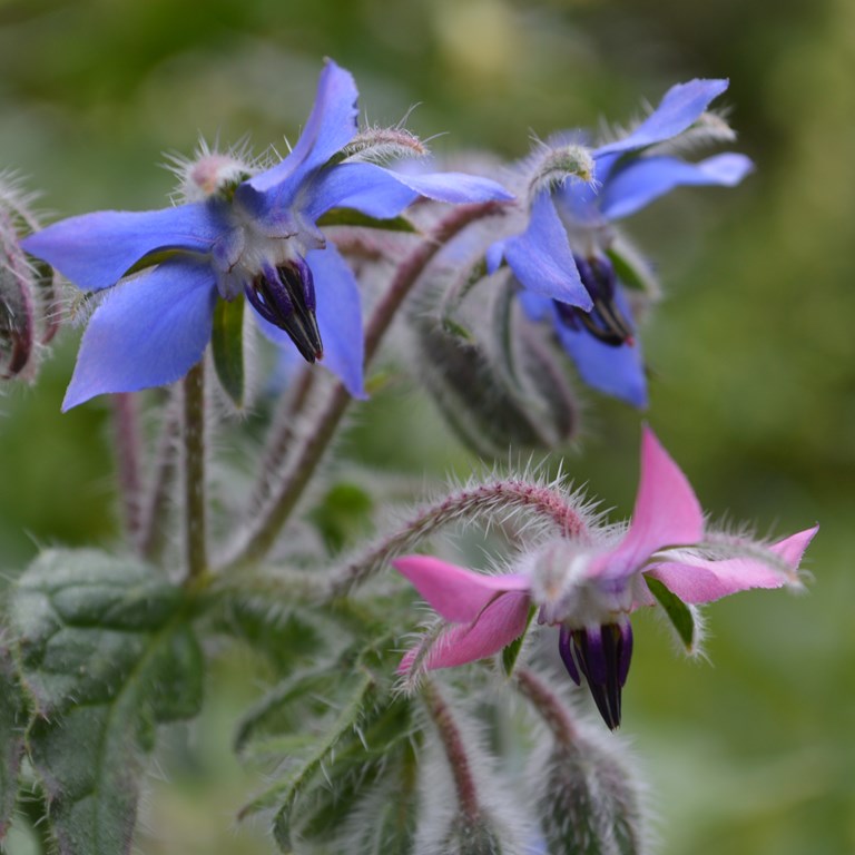 Hjulkrone blomst