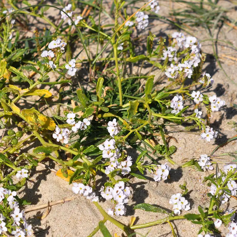 Strandsennep