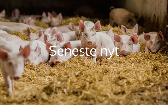 Seneste nyt