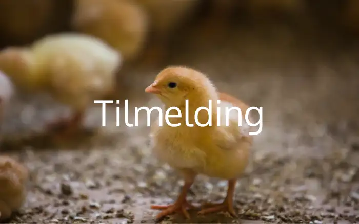 Tilmelding