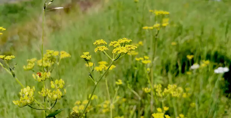 Billede af planten vild pastinak. En blomst med en gul blomsterskærm. 